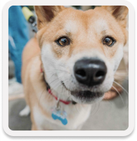 A closeup of dog's face